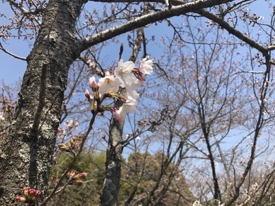 さくらの時期ですね